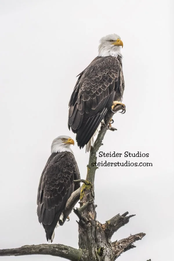 Steider Studios.Bald Eagle Pair.1.18.19.jpg