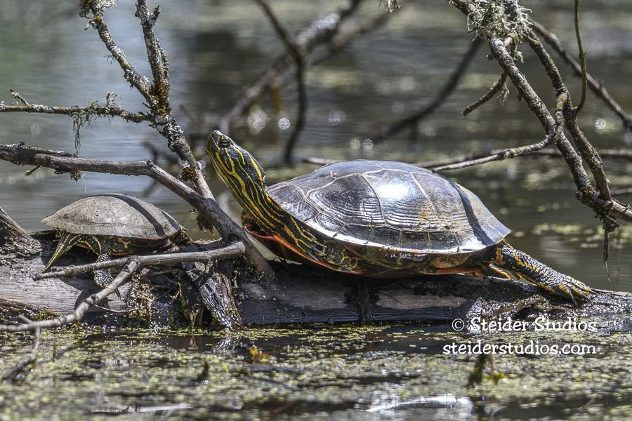 Steider Studios.Turtle.Ridgefield.5.18.17.jpg