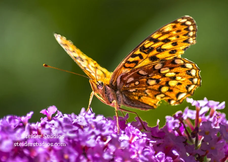 Steider Studios.Checkerspot.8.1.16.jpg