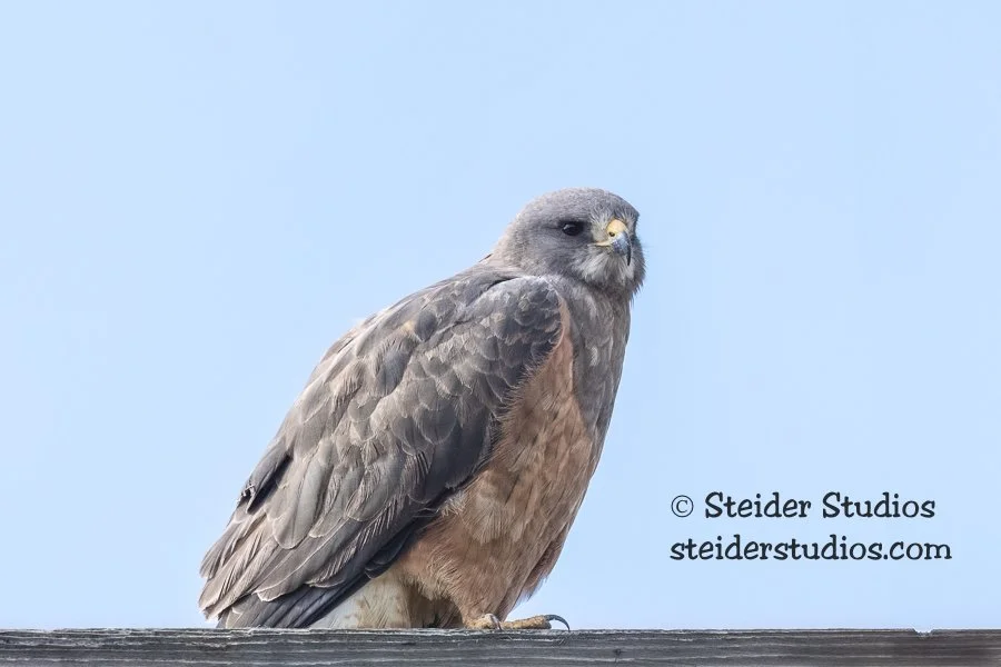 Steider Studios.Swainson's Hawk.4.12.19-5.jpg