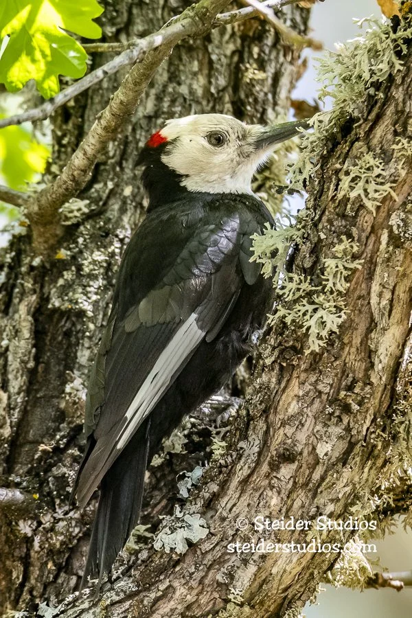 Steider Studios.White-headed Wooodpecker.5.13.18.jpg