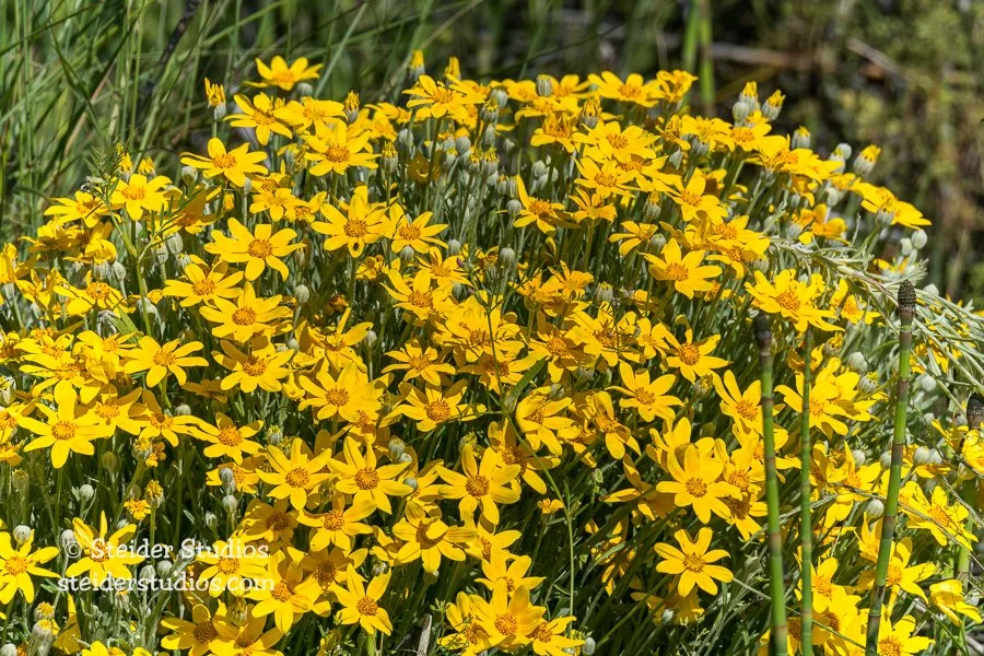 Steider Studios.Oregon Sunshine.5.6.16.jpg