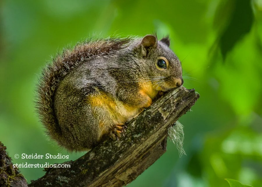 Steider Studios.Squirrel.6.21.14.jpg