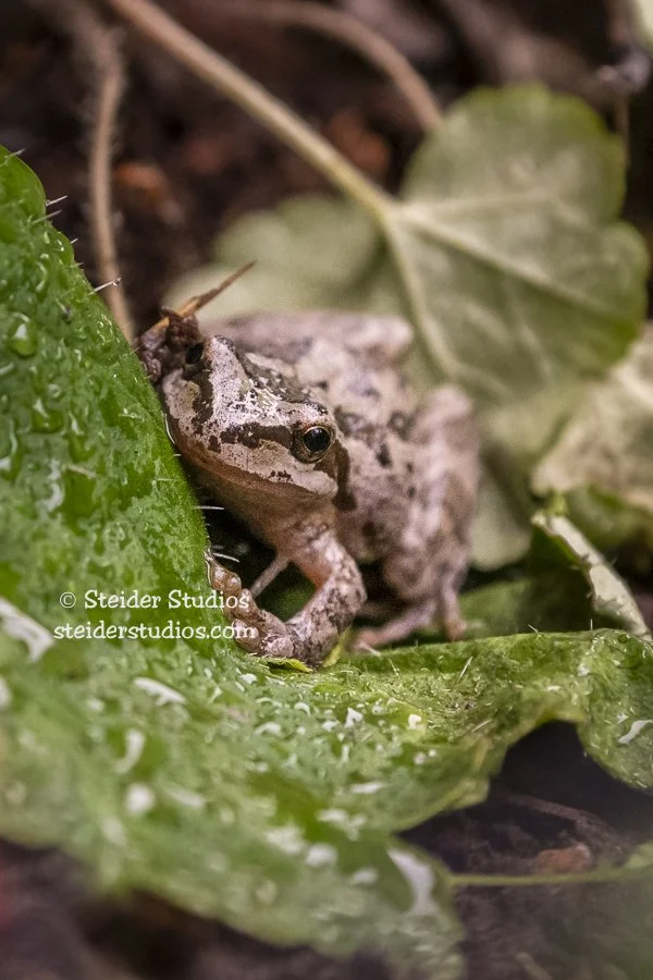 Steider Studios.Tree Frog.9.12.20.jpg