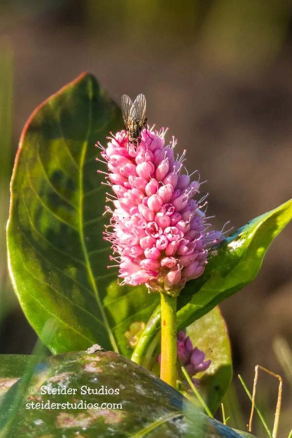 Steider Studios.Water Smartweed.7.13.16.jpg