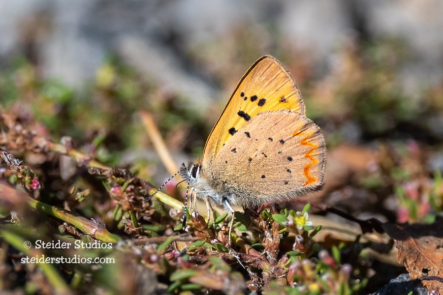 Steider Studios.Purplish Copper Butterfly.10.1.19.jpg