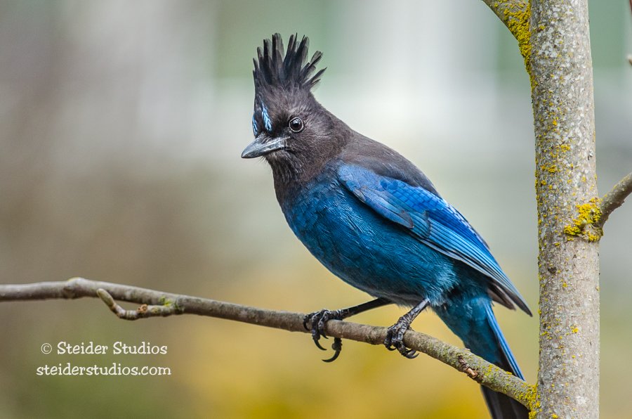 Steider Studios.Steller's Jay.3.24.13.jpg