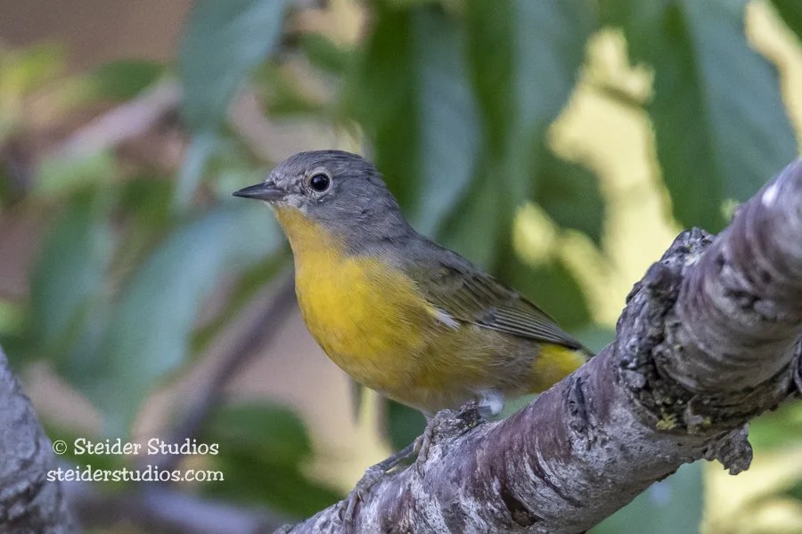 Steider Studios.backyard bird.7.15.18.jpg