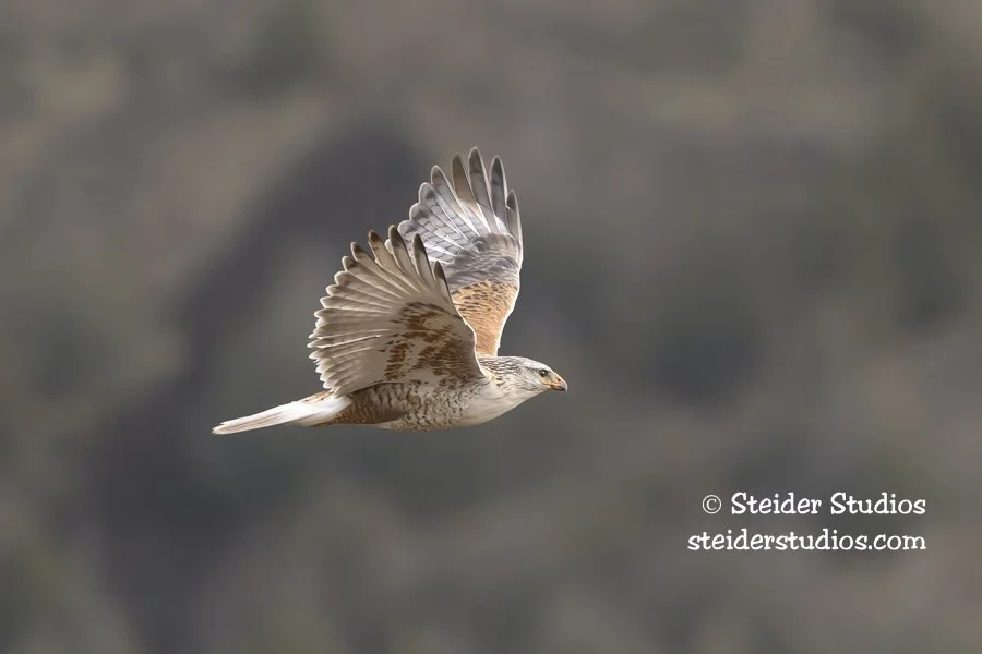 Steider Studios.Ferruginous.2.25.26.jpg