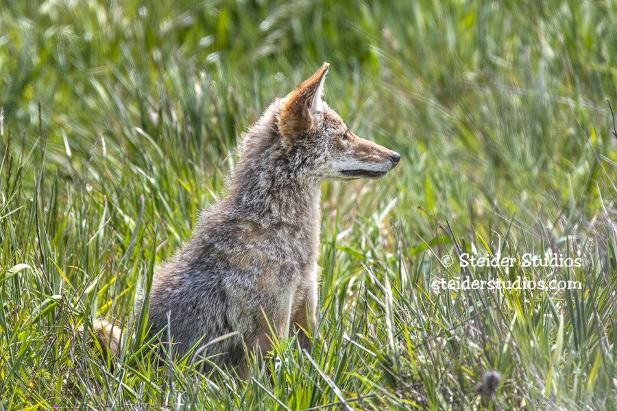 Steider Studios.Coyote.Pt Reyes.5.18.18-2.jpg