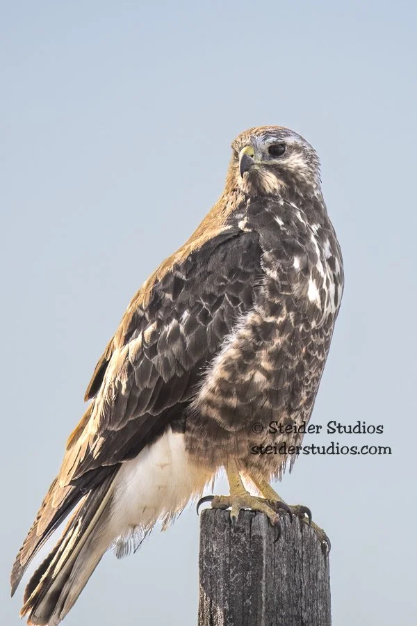 Steider Studios.Swainson's Hawk.4.26.18-2.jpg