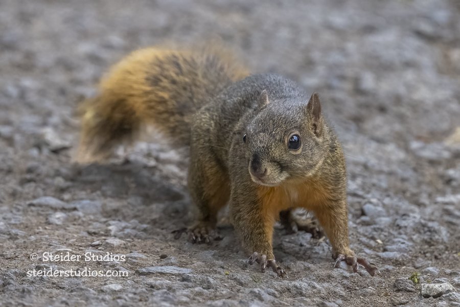 Steider Studios.Red-tailed Squirrel.4.1.25.jpg