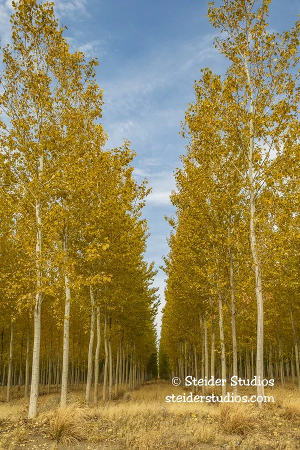 Steider Studios.Boardman Tree Farm.10.23.18.jpg