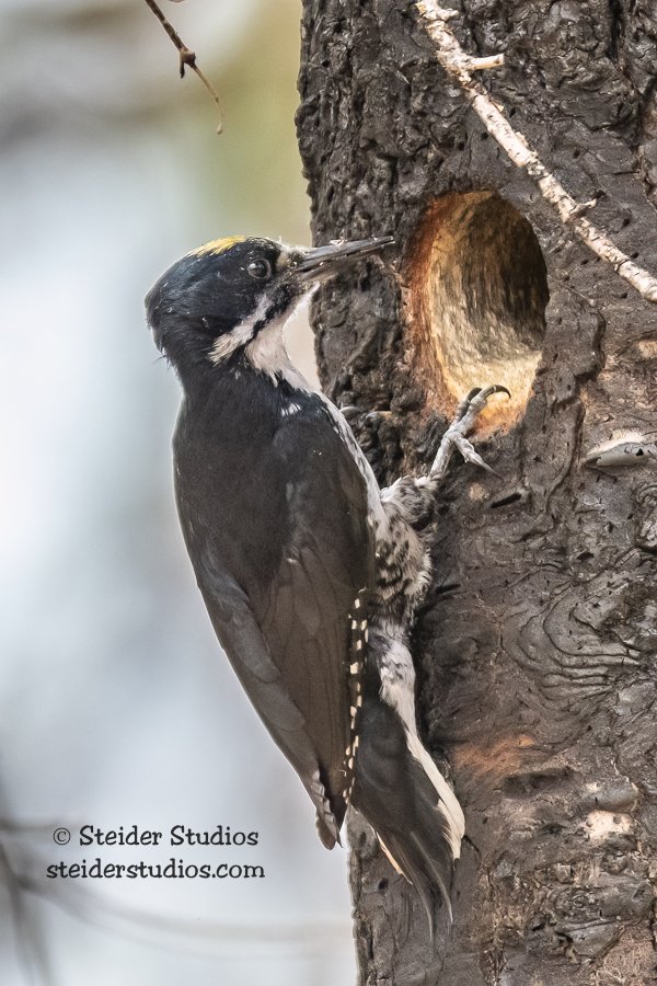 Steider Studios.Black-backed Woodpecker.6.3.18-2.jpg