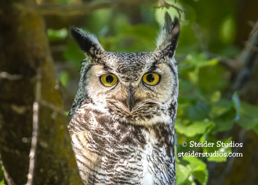 Steider Studios.Great Horned Owl.6.8.19.jpg