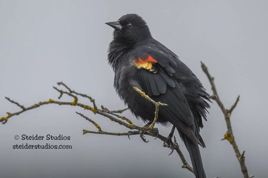 Steider Studios.Red-winged.Conboy.4.20.23.jpg