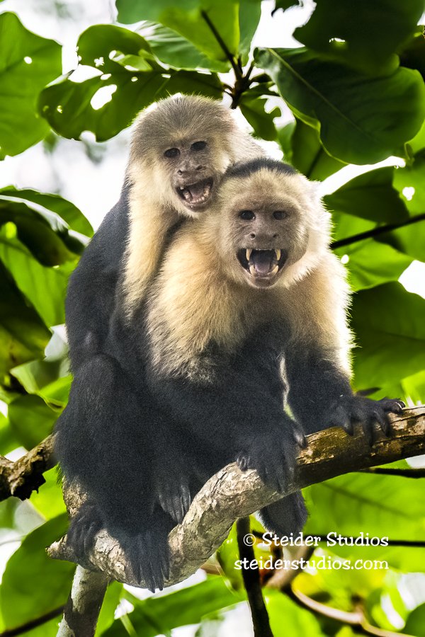 Steider Studios.Capuchin Monkeys.4.6.25.jpg