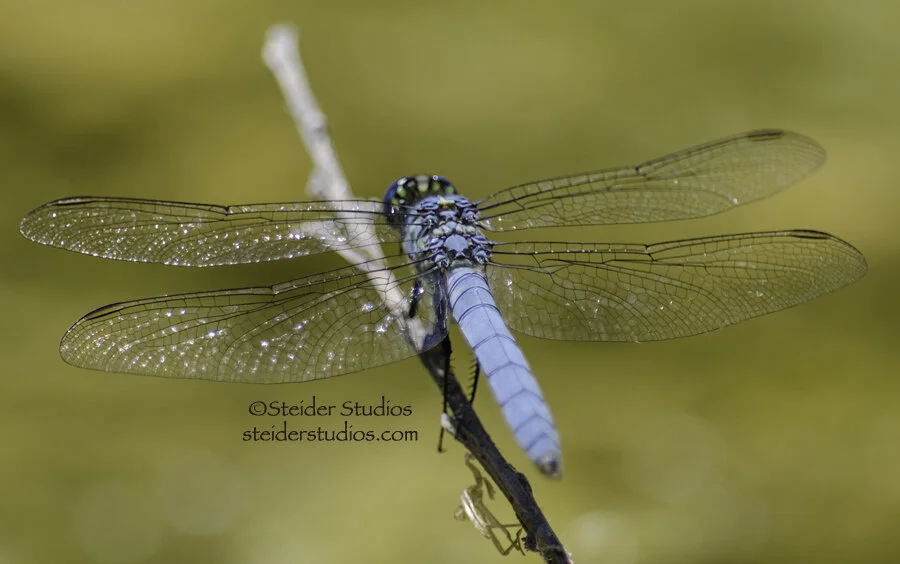 Steider Studios.Dragonfly.Swift Long-winged Skimmer.8.14.14-15.jpg