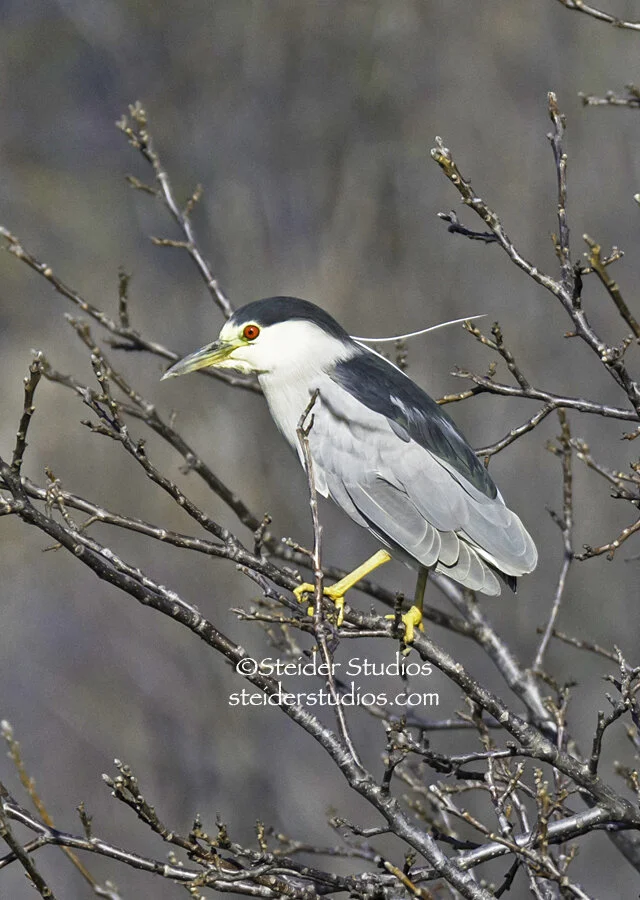 Steider Studios.Night Heron.2.14.15.jpg