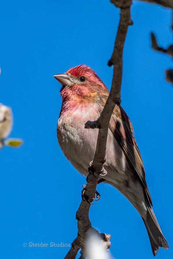 Steider Studios.Finch.4.29.19-2.jpg