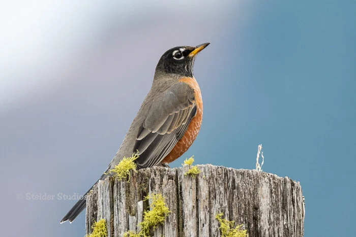 Steider Studios.CLNWR.10.7.18-2.jpg