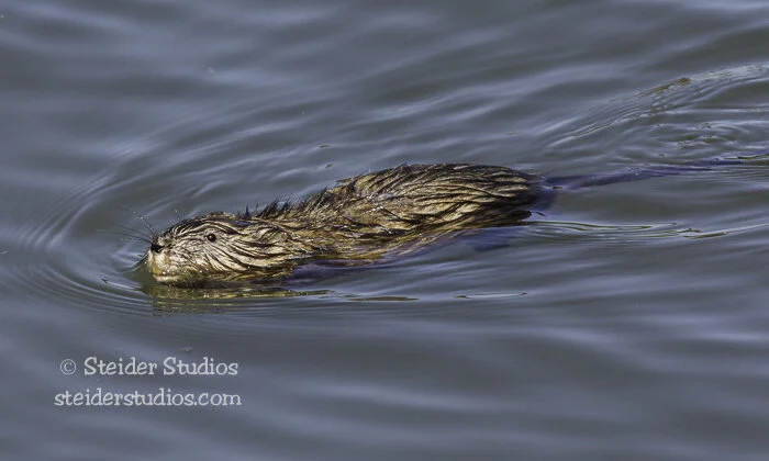 Steider Studios.Critters.5.6.16-6.jpg