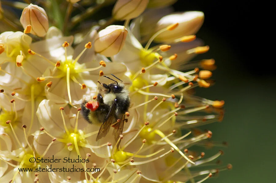Steider Studios.Bee on Foxtail Lily.6.28.13.jpg