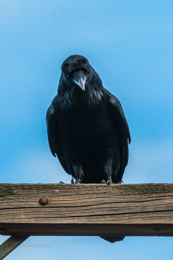 Steider Studios.Raven.11.16.19-2.jpg