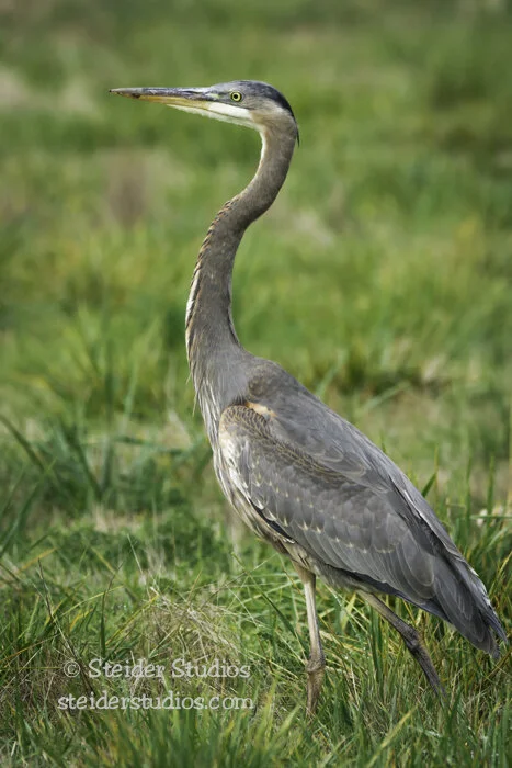Steider Studios.Great Blue Heron.Ridgefield.10.28.15.jpg
