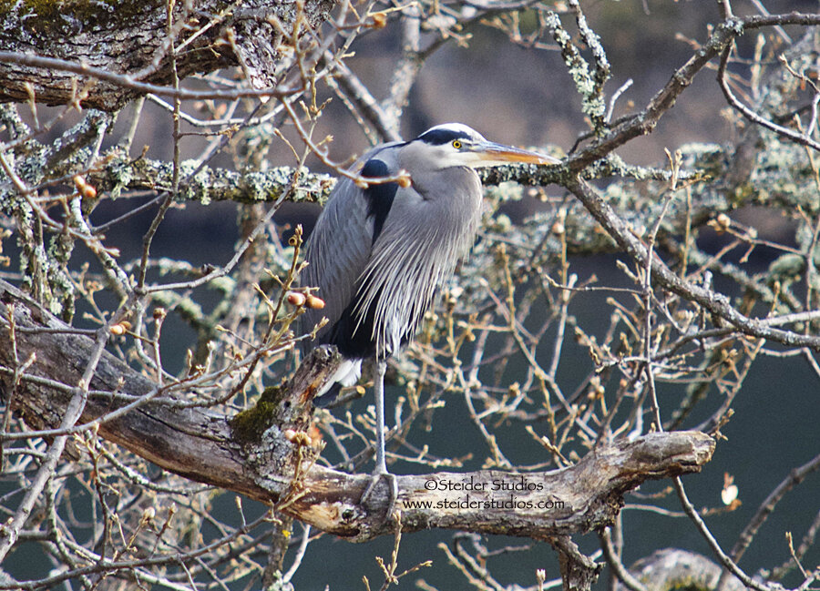 Steider Studios.Heron in Tree.12.31.13.jpg