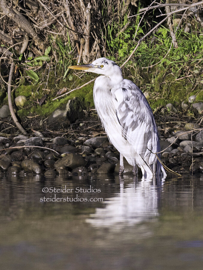 Steider Studios.Heron in Sunlight.2.18.15.jpg