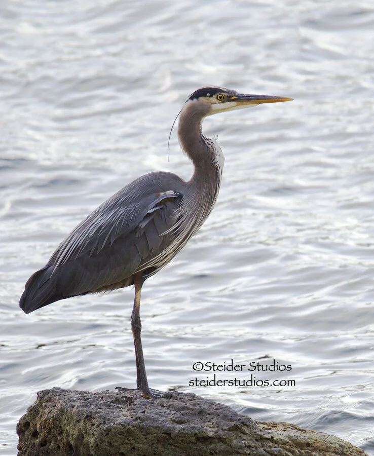 Steider Studios.Heron on Rock at Rowland Tall.Cropped.6.9.14.jpg