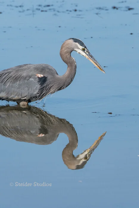 Steider Studios.Heron with Reflection.10.16.17.jpg