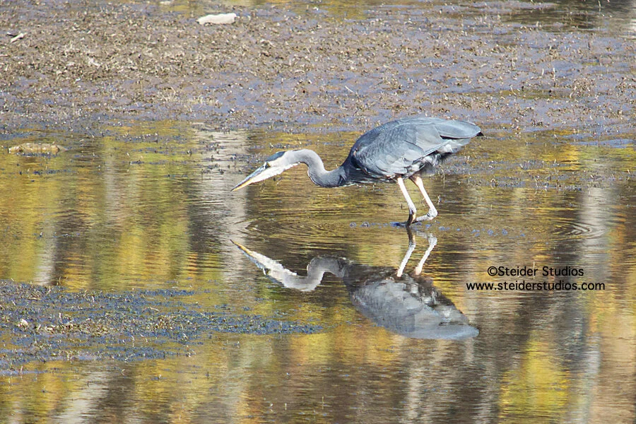 Steider Studios.Heron with Reflection.Fall at Balfour.jpg