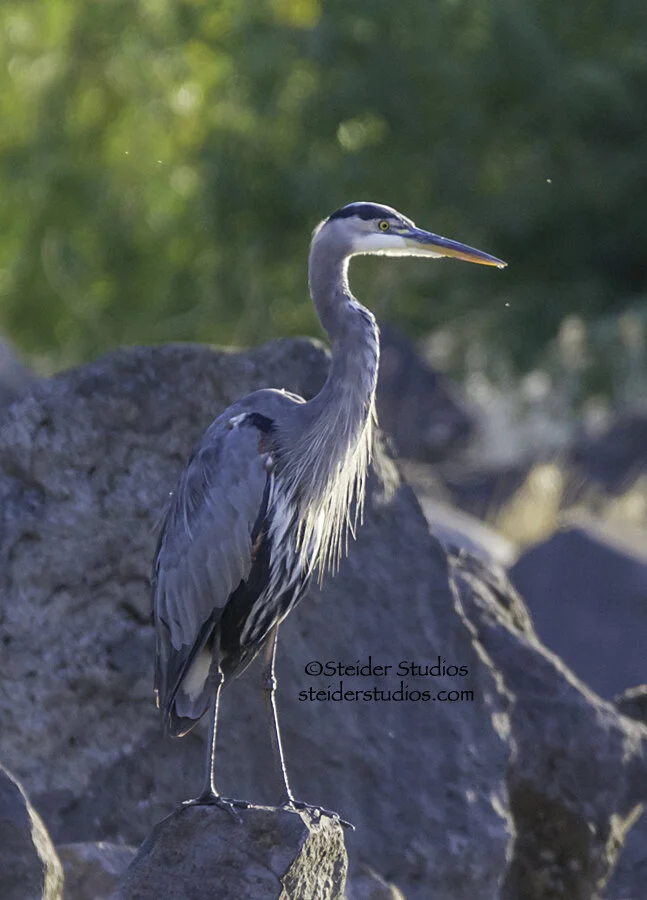 Steider Studios.Heron.Bingen Pond.9.28.14.jpg