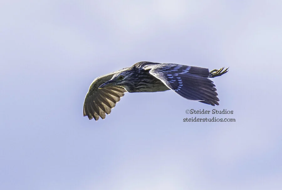 Steider Studios.Night Heron Juvenile.HoodRiver.11.4.15.jpg