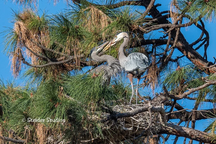 Steider Studios.Rookerie by Cathedral rock.SRunit.4.27.18.jpg