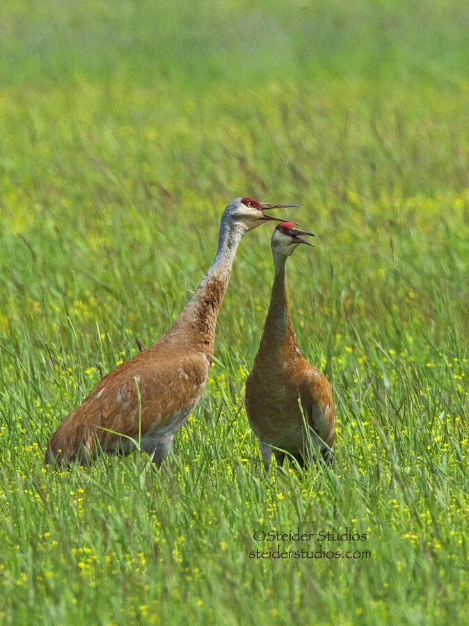 Steider Studios.Pair of Sand Hill Cranes.Conboy.5.24.14.jpg
