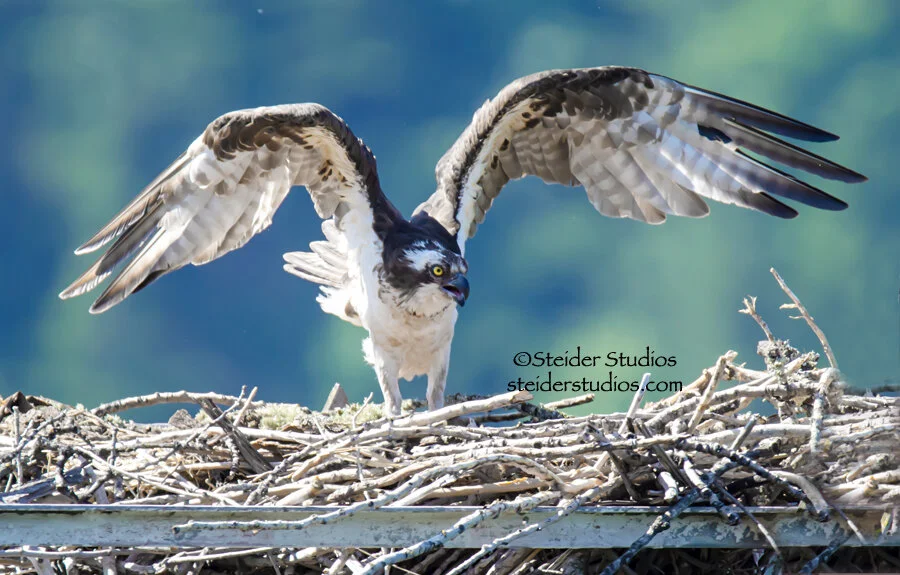 Steider Studos.Osprey Bingen Marina 6.19.14.jpg