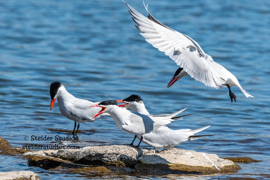 Steider Studios.Caspian Tern.Conversation.5.13.18.jpg