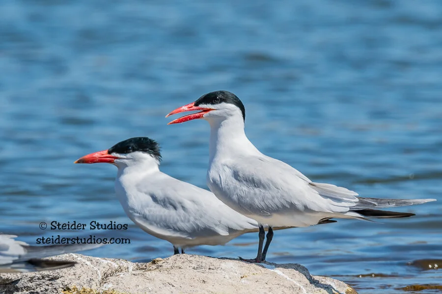 Steider Studios.Caspian Tern.Duo.5.13.18.jpg