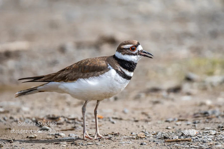 Steider Studios.Killdeer.Ridgefld.4.9.18.jpg