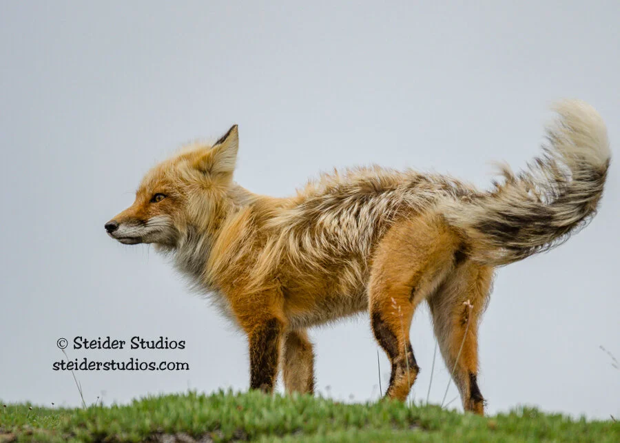 Steider Studios.Fox.Alaska.7.23.14-6.jpg