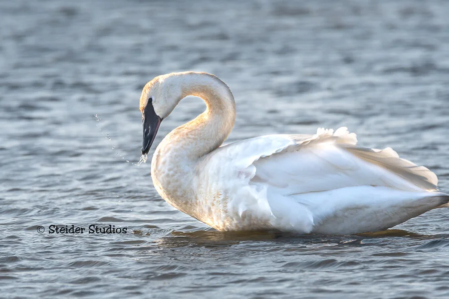 Steider Studios.Swan.Rock Creek.11.20.18.jpg