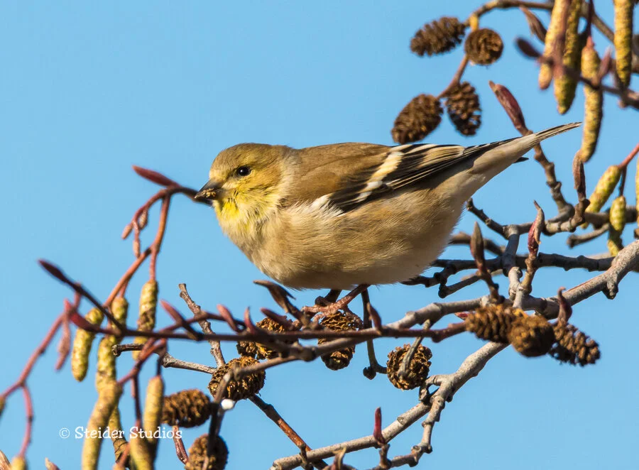 Steider Studios.Goldfinch.1.1.15.jpg