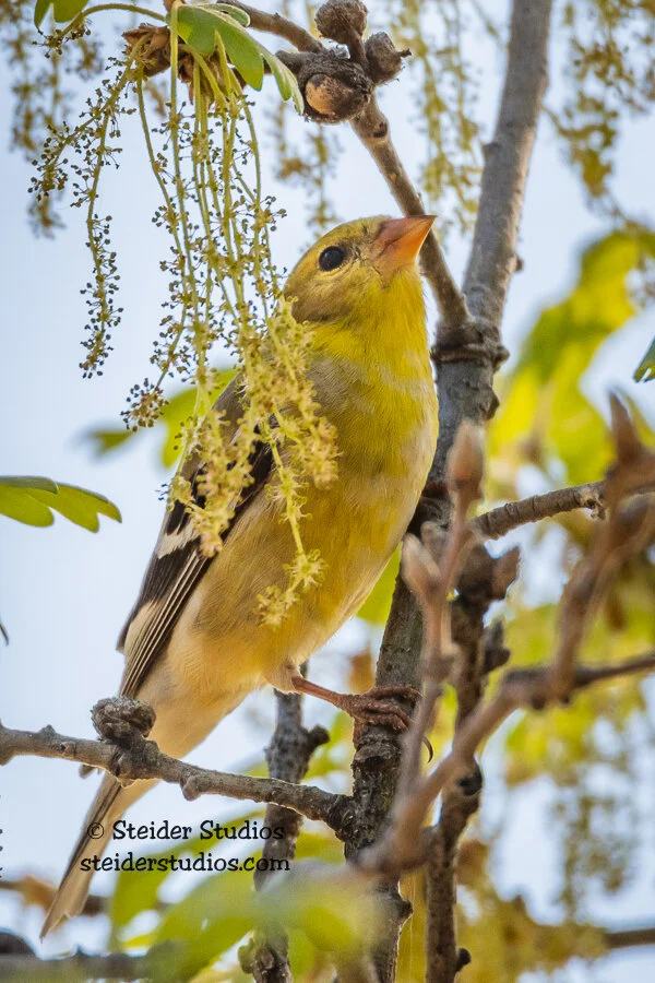 Steider Studios.Goldfinch.5.13.18-2.jpg
