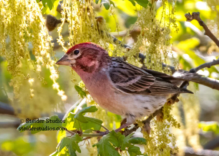Steider Studios.Purple Finch in Flowers.5.13.18.jpg