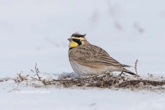 Steider Studios.Horned Lark.2.19.18.jpg