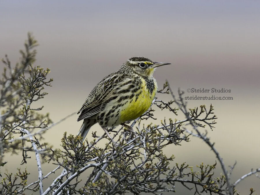 Steider Studios.Meadowlark.11.9.15.jpg