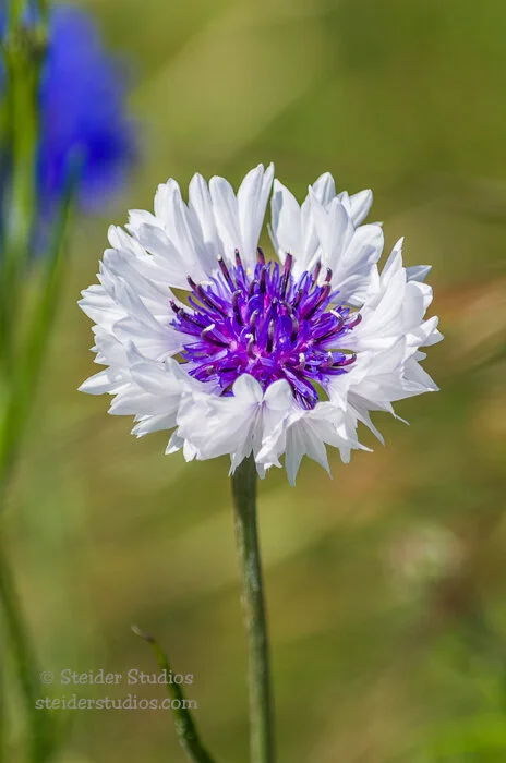 Steider Studios.Bachelor Button.5.5.14.jpg